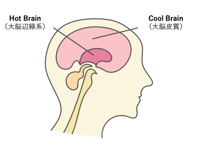 Hot Brain と Cool Brain
